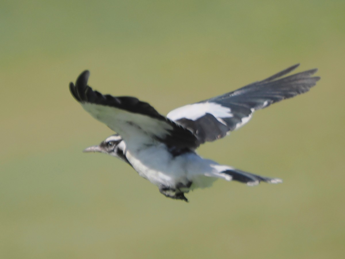 Magpie-lark - ML520061621