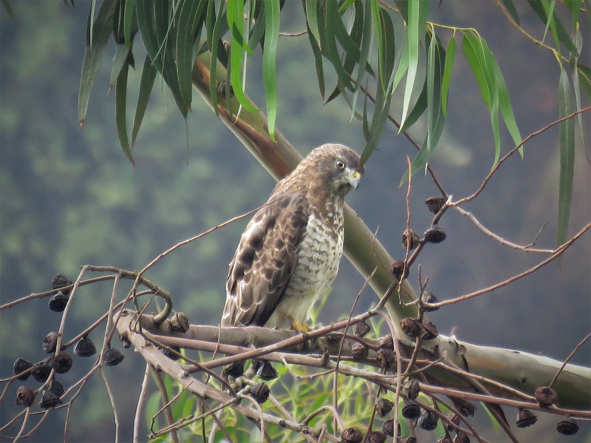 Broad-winged Hawk - ML520062001