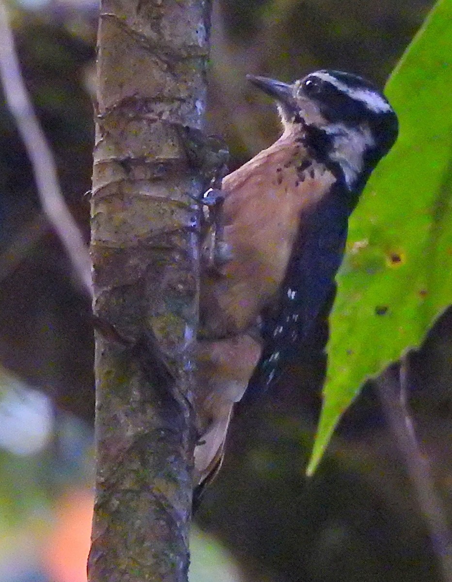 Hairy Woodpecker - ML52006201