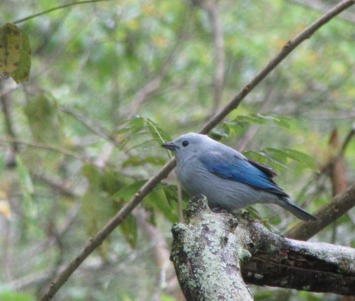 Blue-gray Tanager - ML520062011