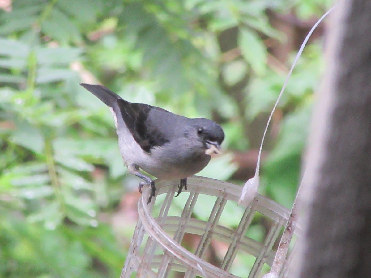 Plain-colored Tanager - ML520062261