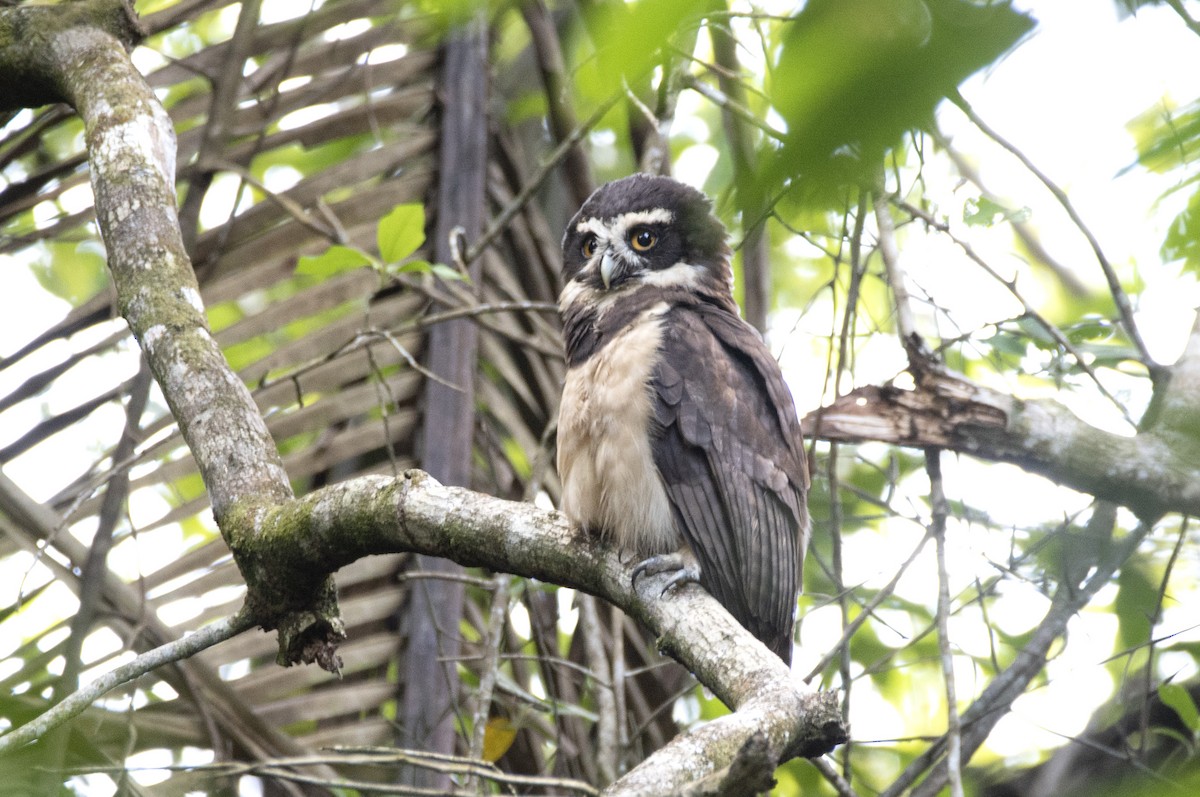 Spectacled Owl - ML520062421