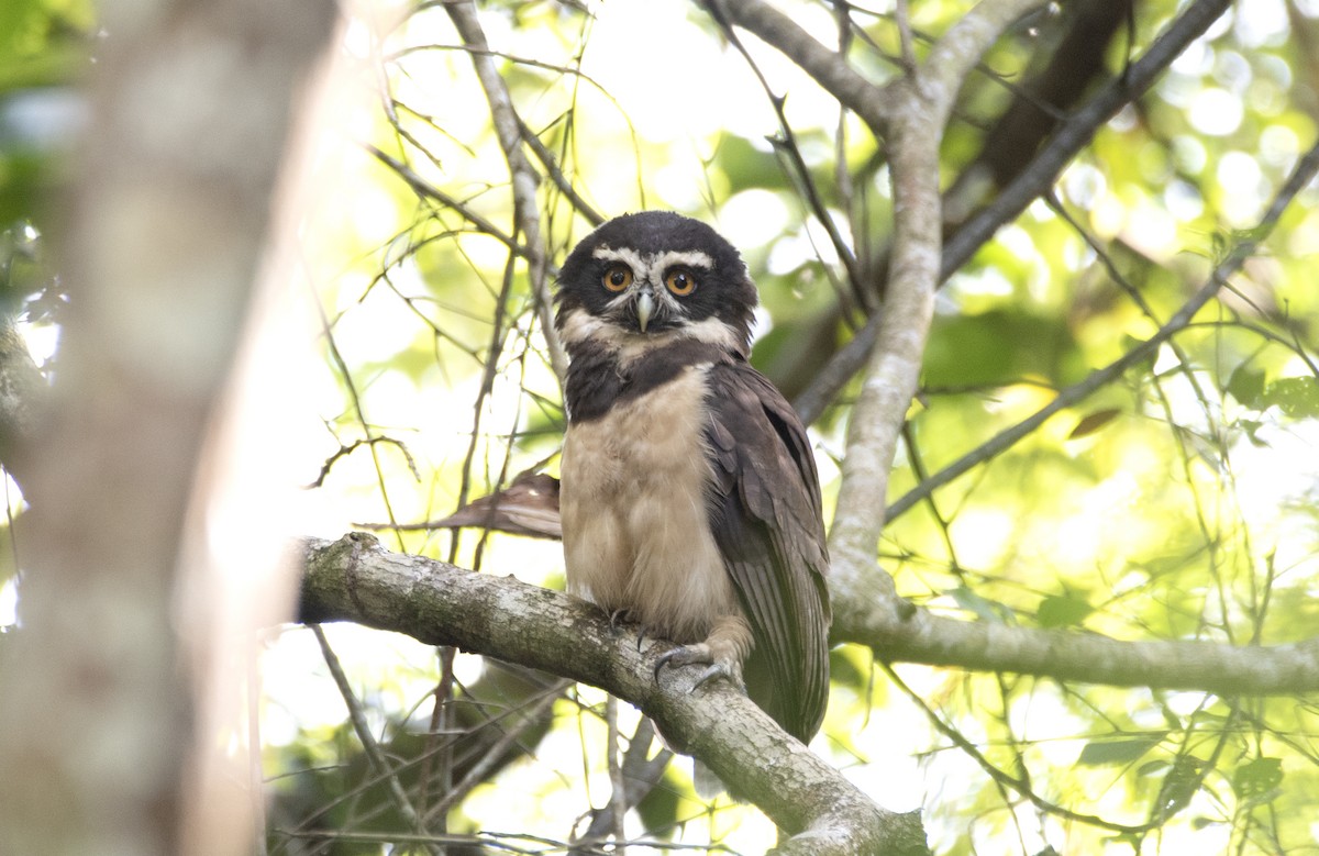 Spectacled Owl - ML520062431