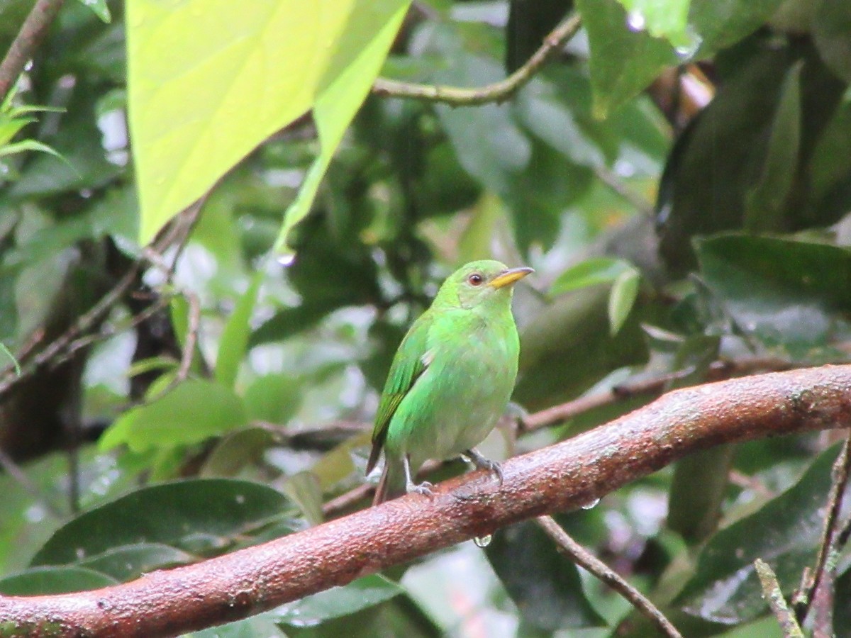 Green Honeycreeper - ML520062481