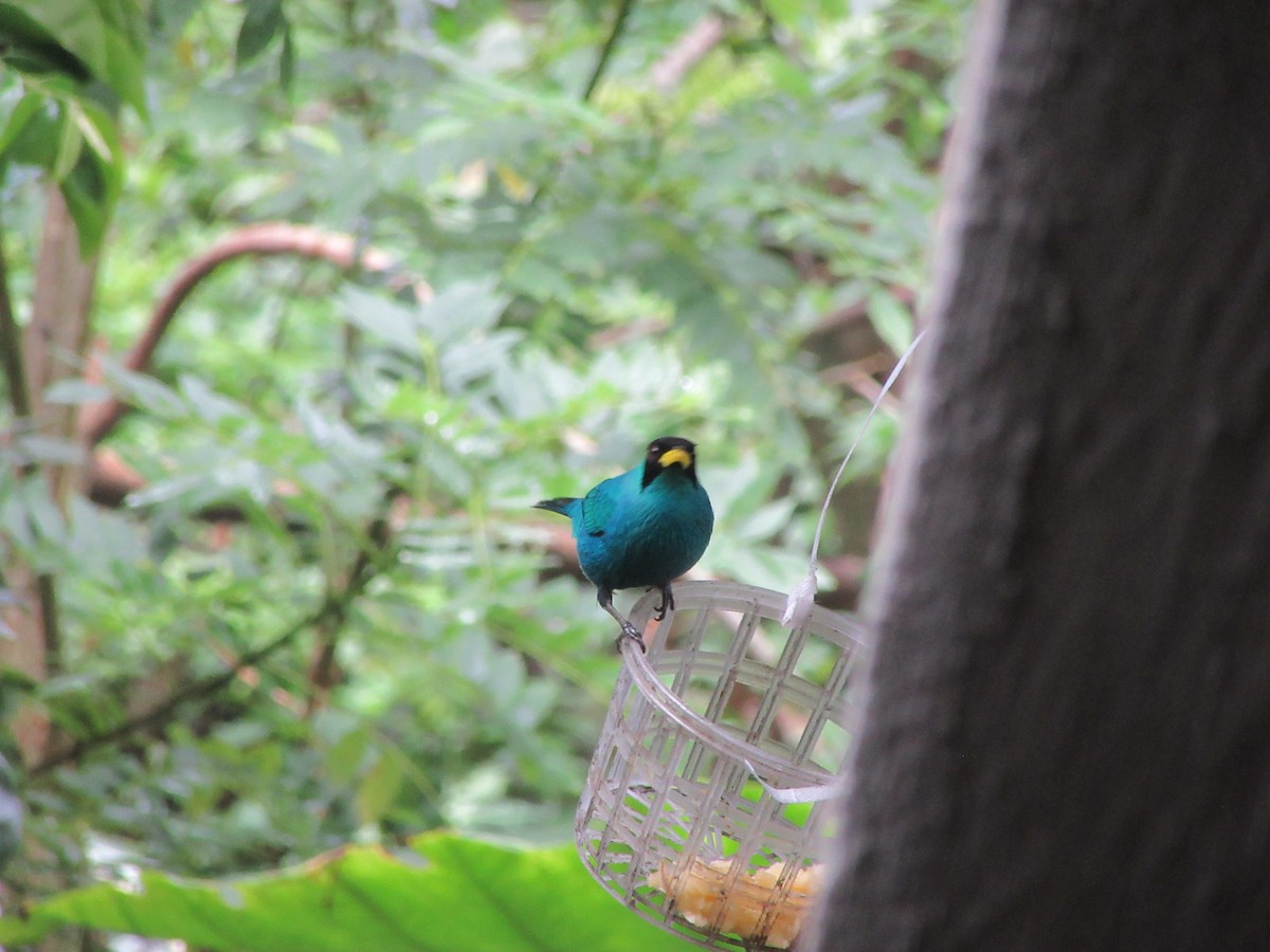 Green Honeycreeper - ML520062491