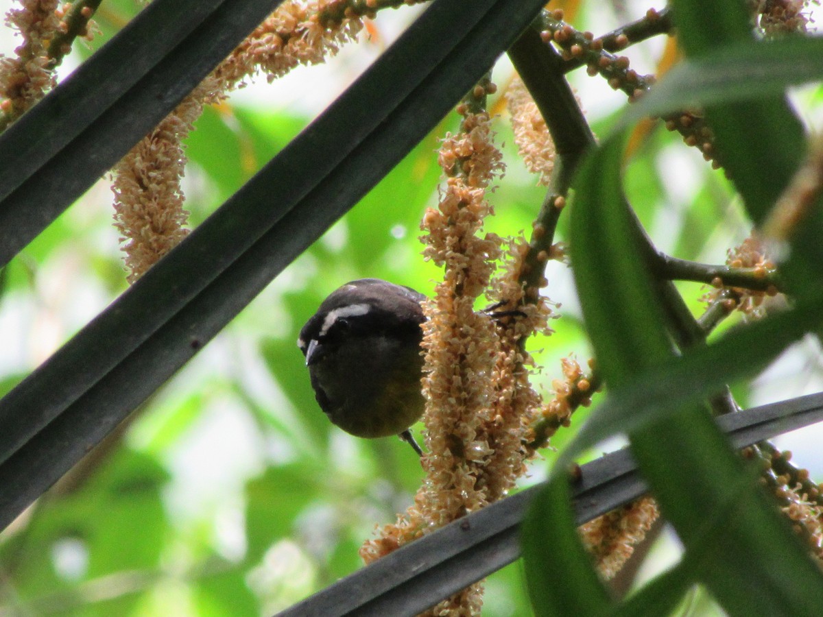 Bananaquit - ML520063011