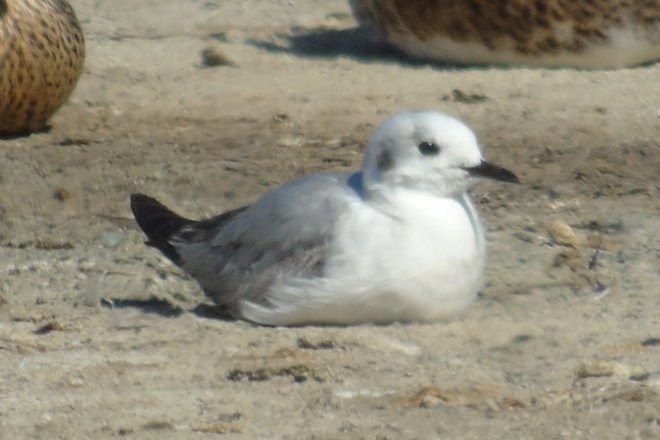 Bonaparte's Gull - Larry Neily
