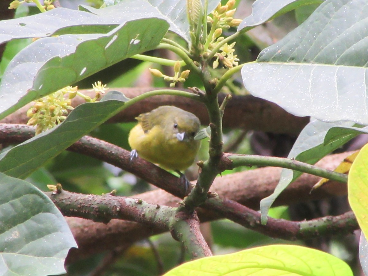 Yellow-bellied Seedeater - ML520063441