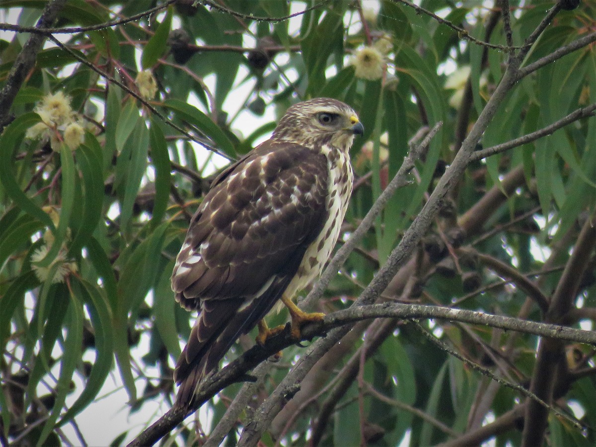 Broad-winged Hawk - ML520063851