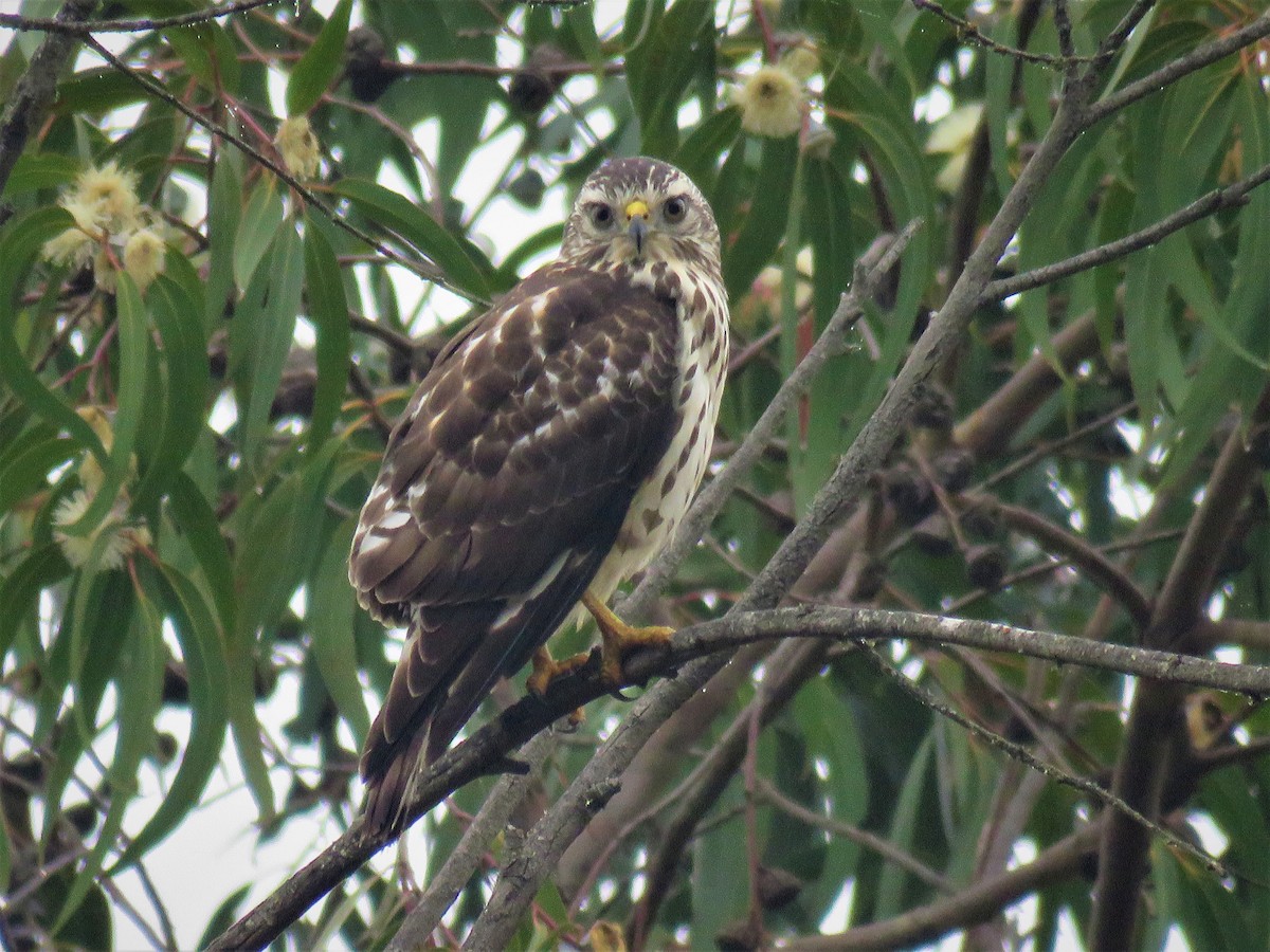 Broad-winged Hawk - ML520063861