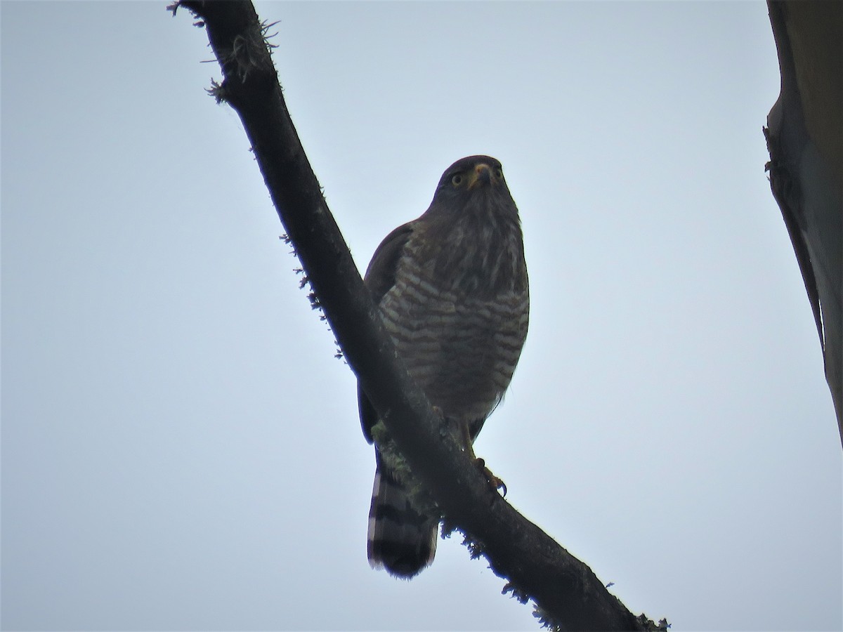 Roadside Hawk - ML520063891
