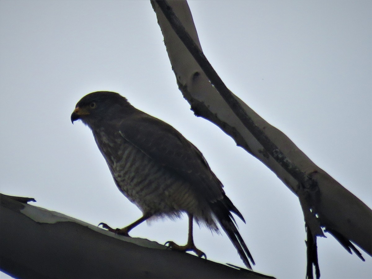 Roadside Hawk - ML520063901