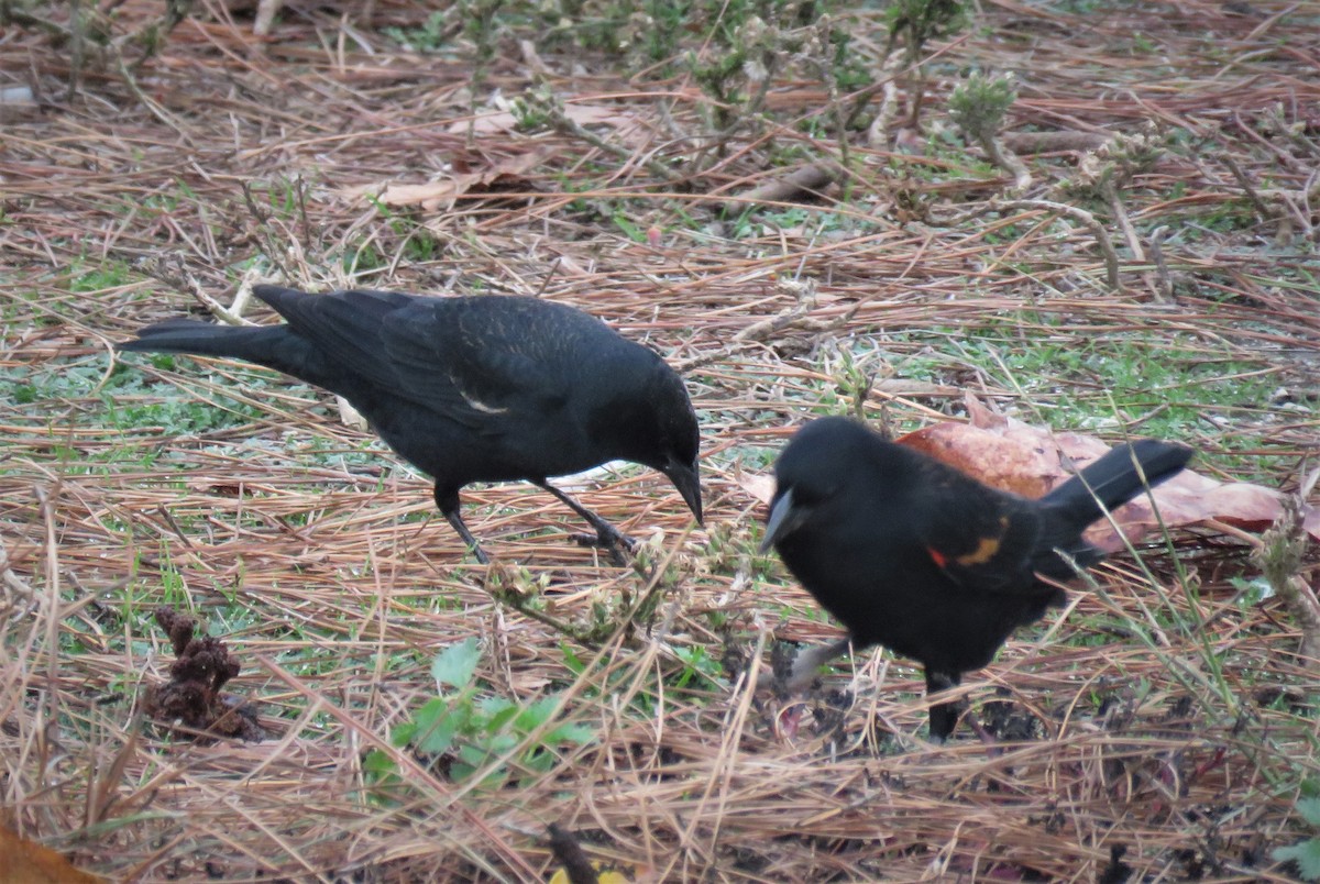 Tricolored Blackbird - ML520064611