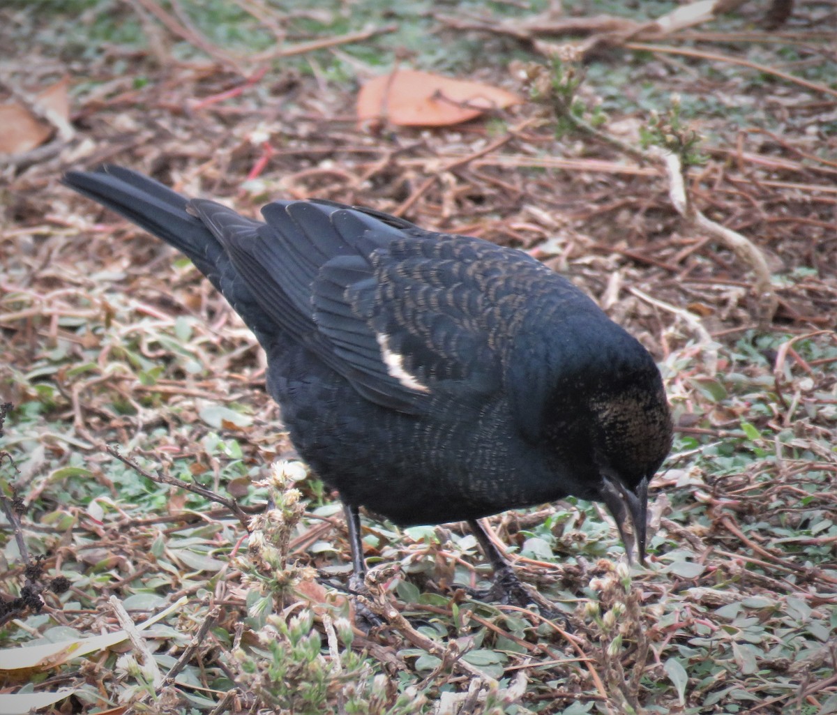 Tricolored Blackbird - ML520064651