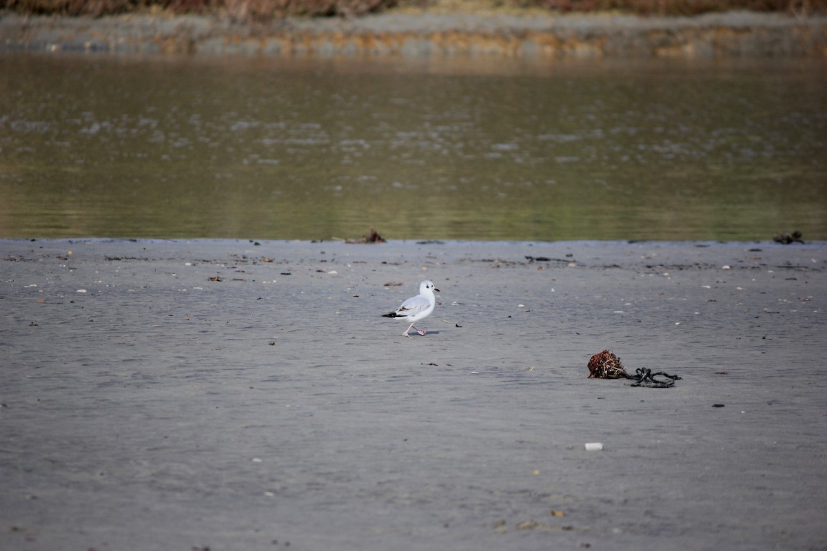 Mouette de Bonaparte - ML520064801
