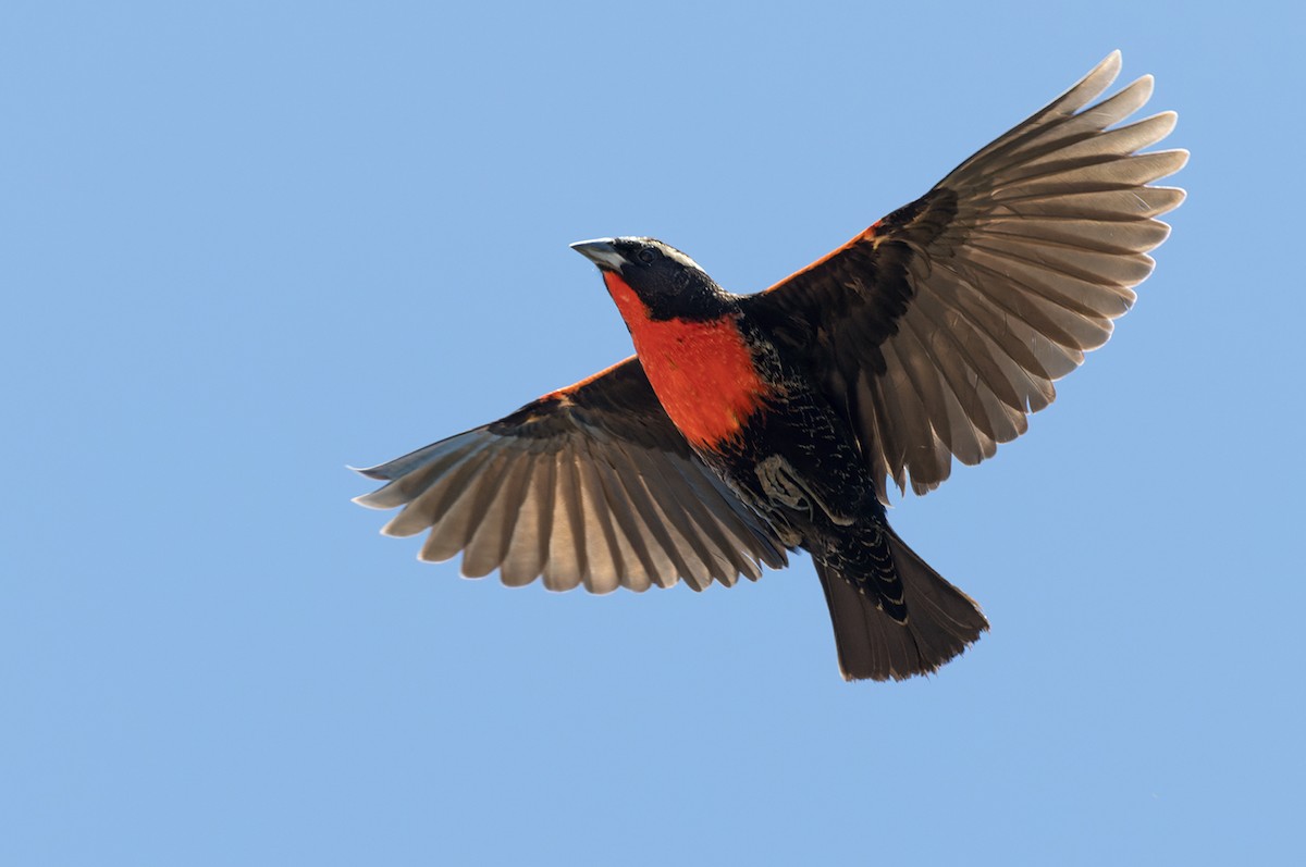 White-browed Meadowlark - ML520065341