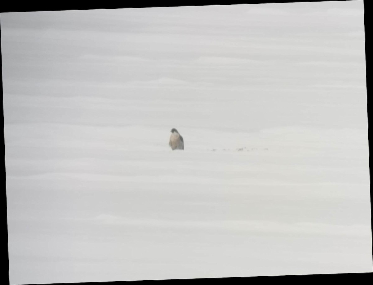 Peregrine Falcon - ML520066021