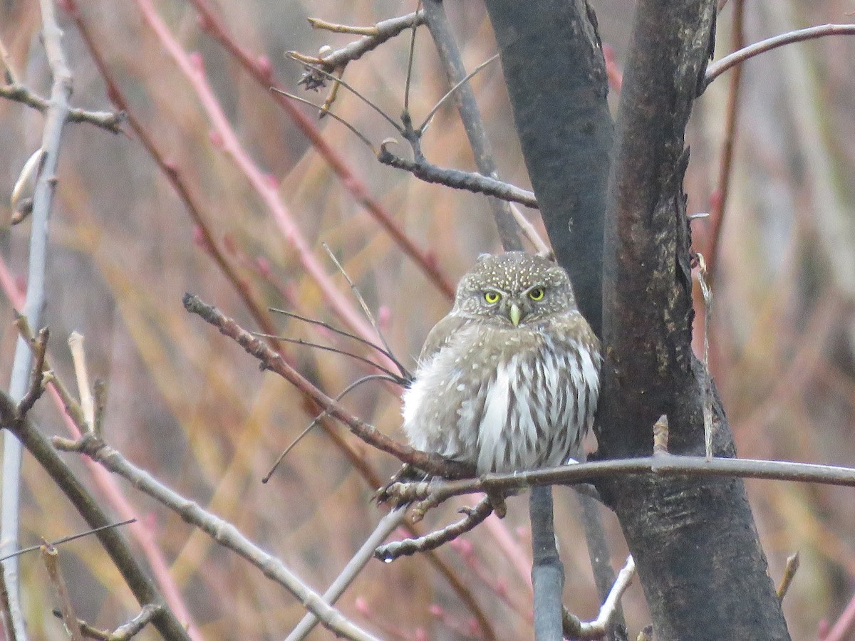 Northern Pygmy-Owl - D Saxelby