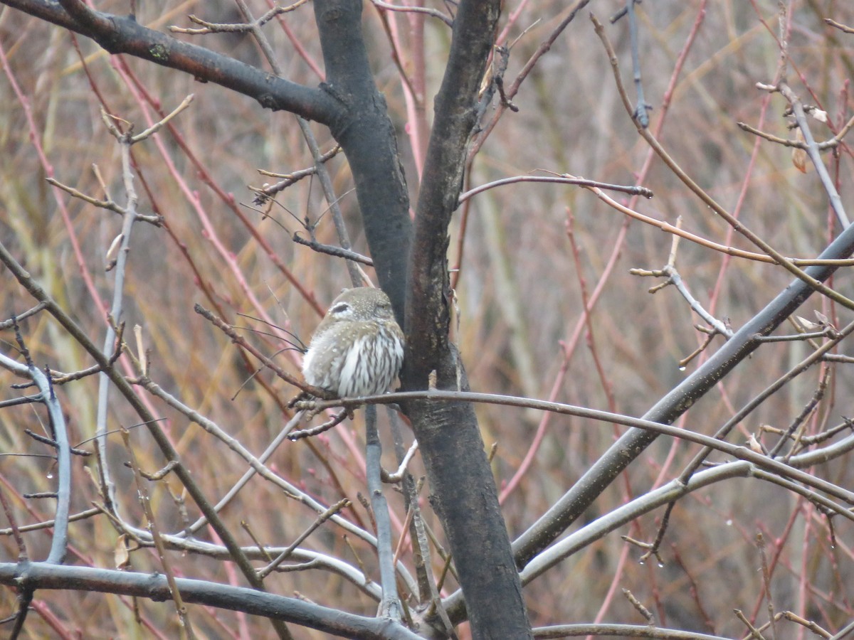 Northern Pygmy-Owl - D Saxelby