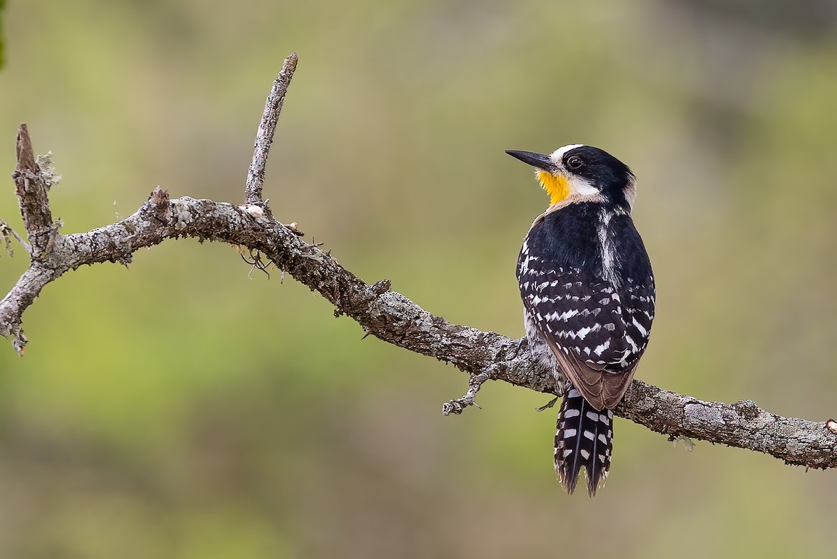White-fronted Woodpecker - Fernando Farias
