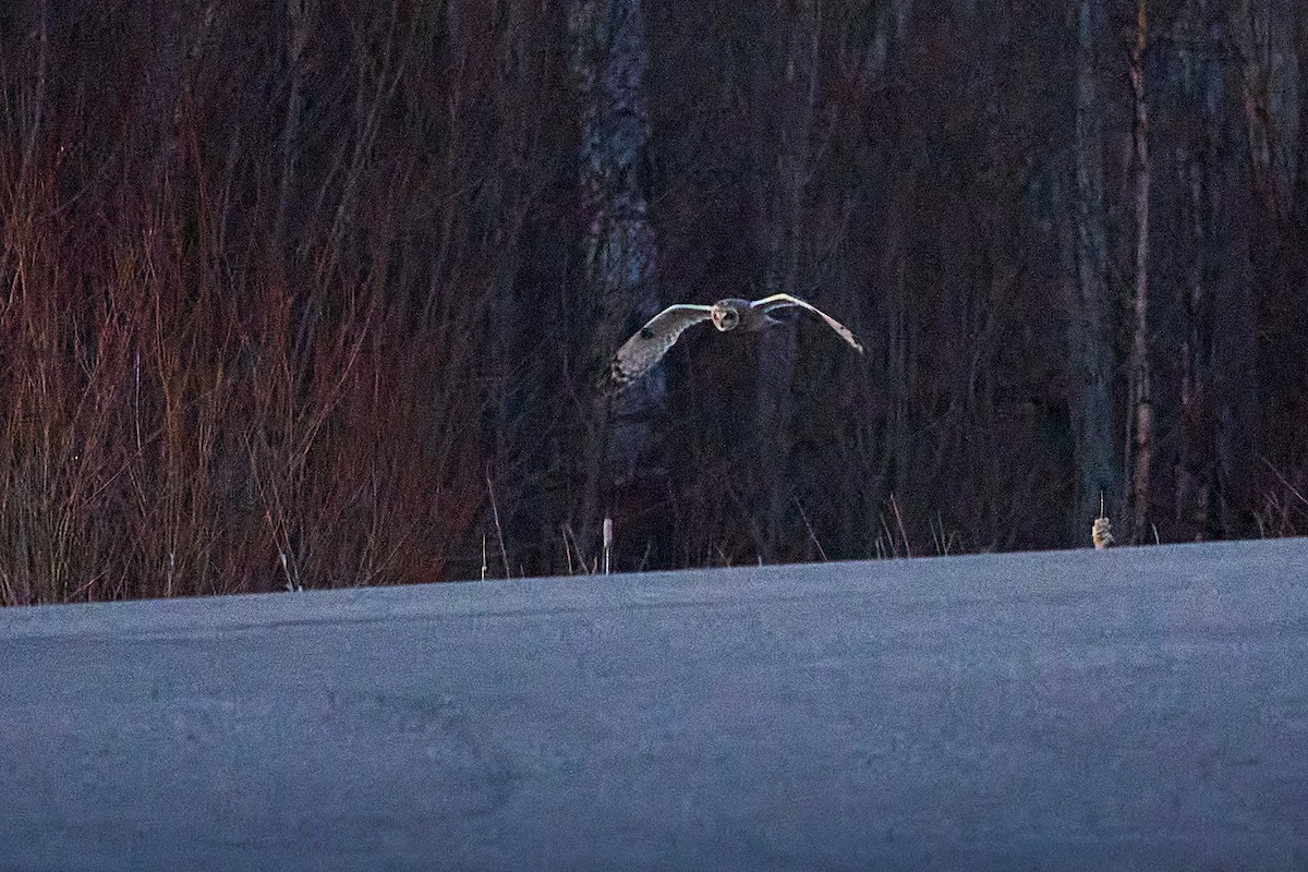 Short-eared Owl - Patrice St-Pierre