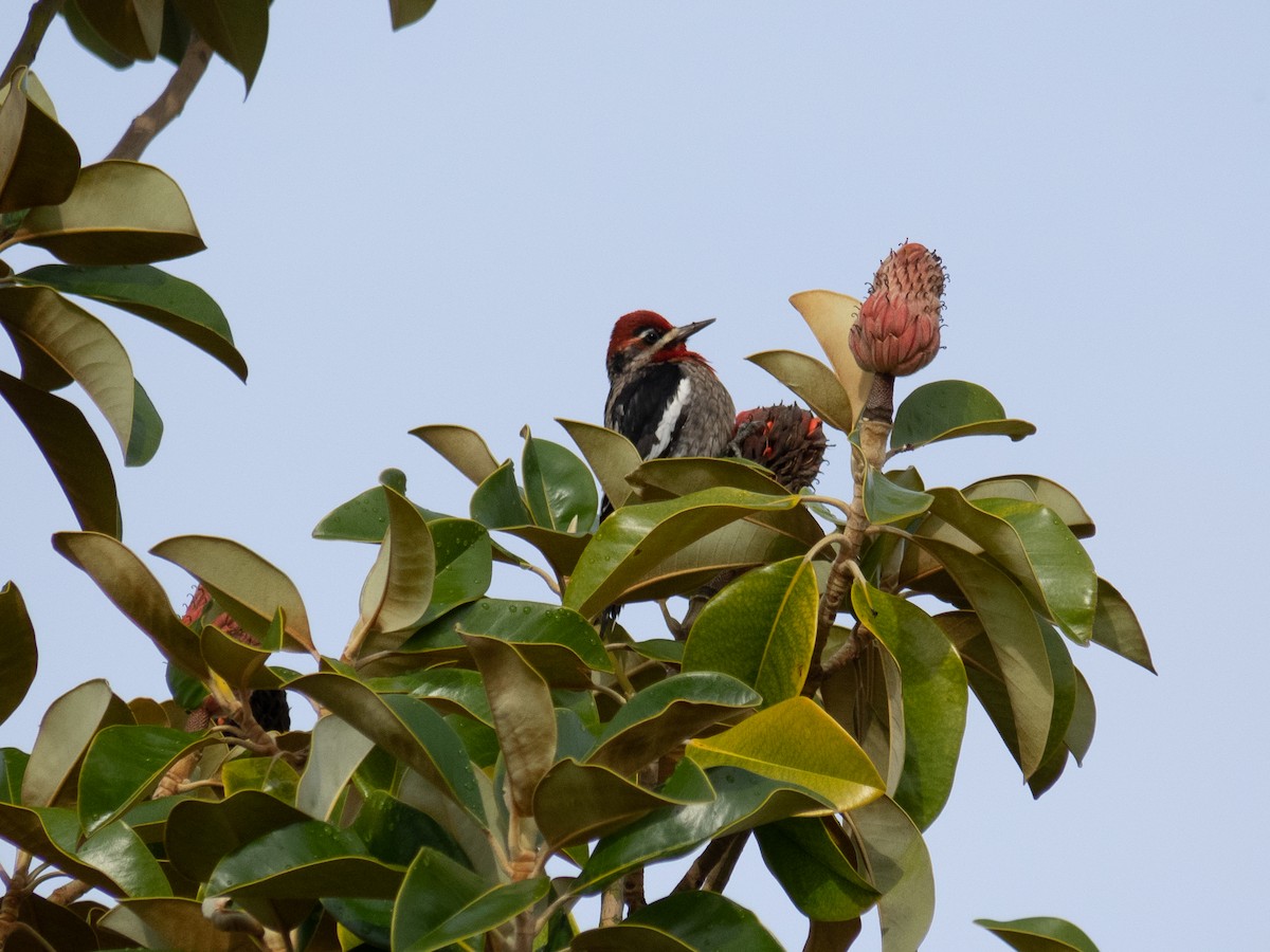 Red-naped x Red-breasted Sapsucker (hybrid) - Caitlin Chock