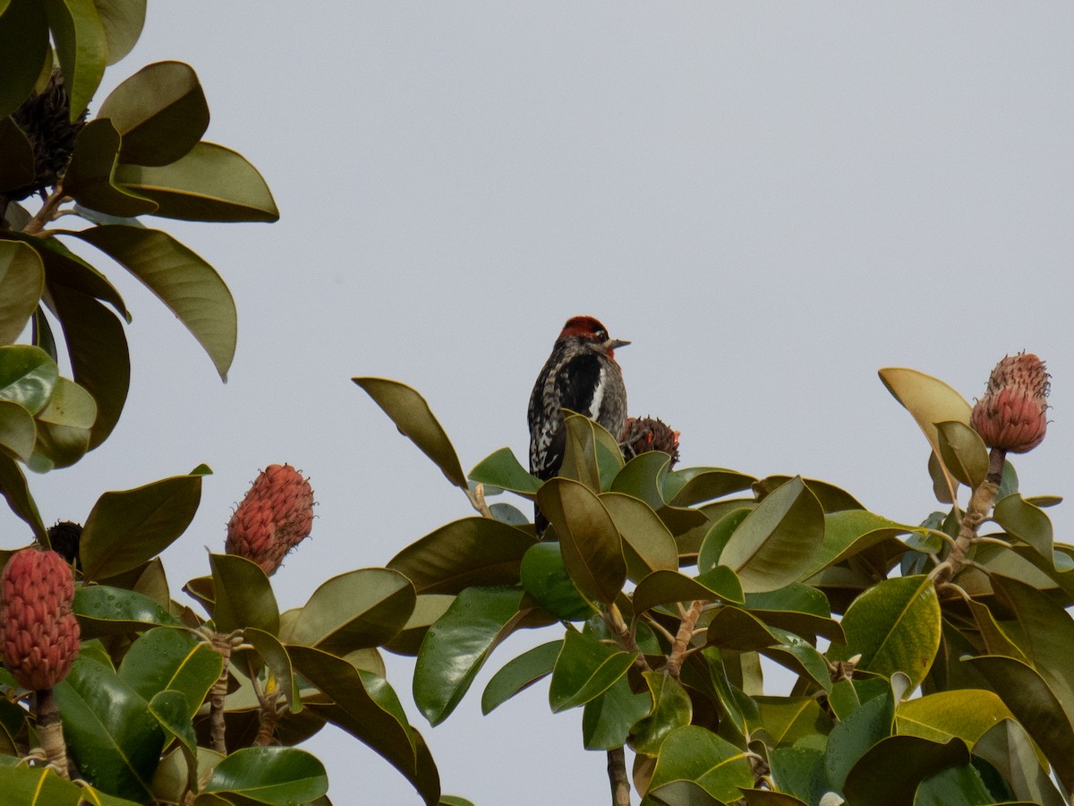 Red-naped x Red-breasted Sapsucker (hybrid) - ML520067801