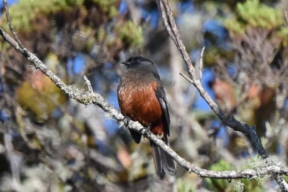 Chestnut-bellied Cotinga - ML520067821