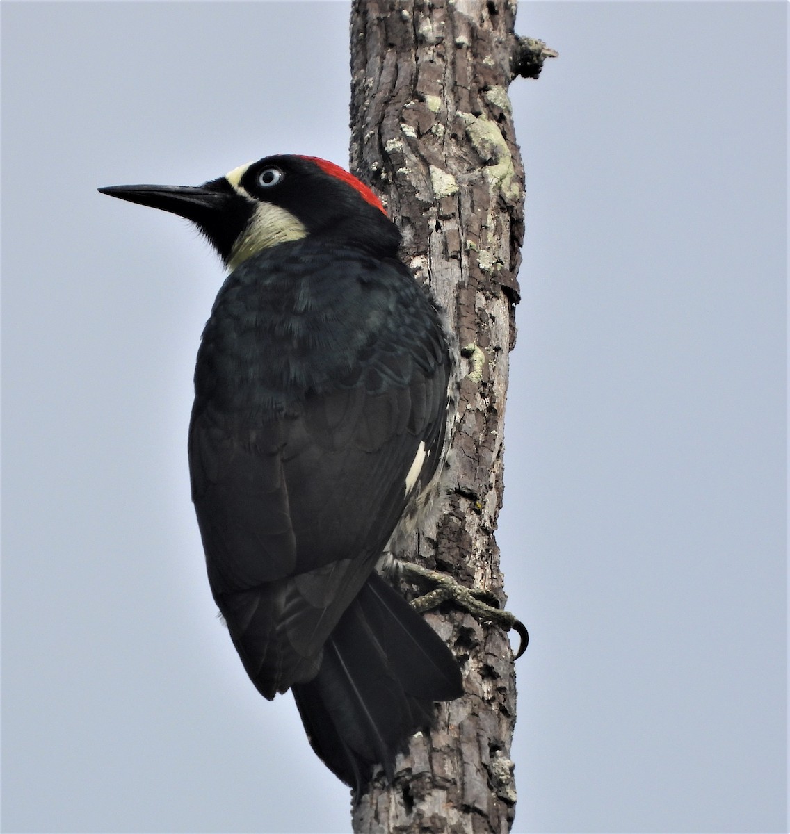 Acorn Woodpecker - ML520069131