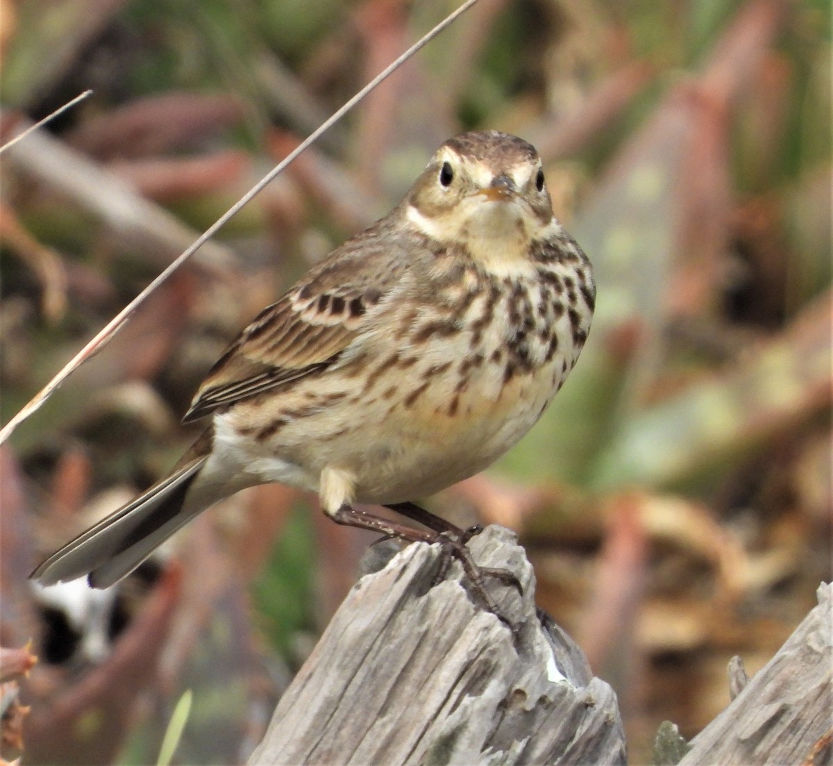 American Pipit - ML520069601