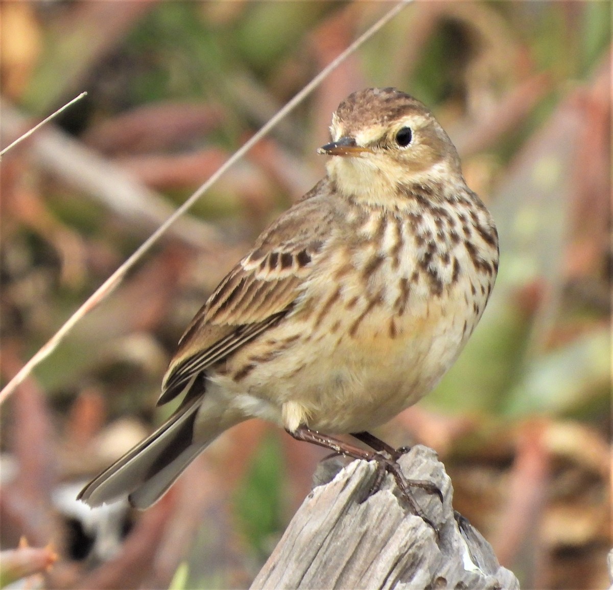 American Pipit - ML520069611