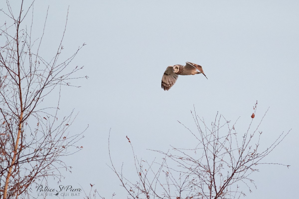 Short-eared Owl - ML520069741