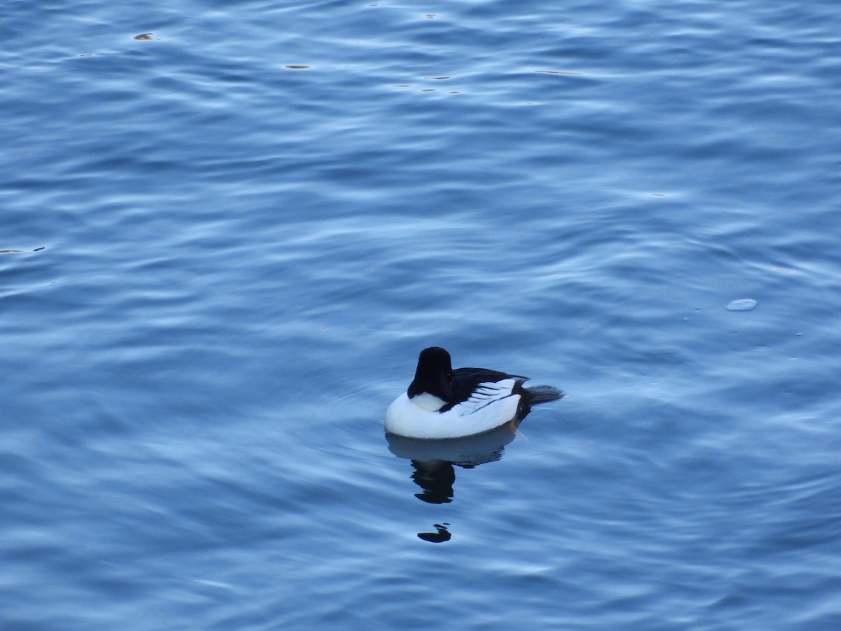 Common Goldeneye - ML520069801