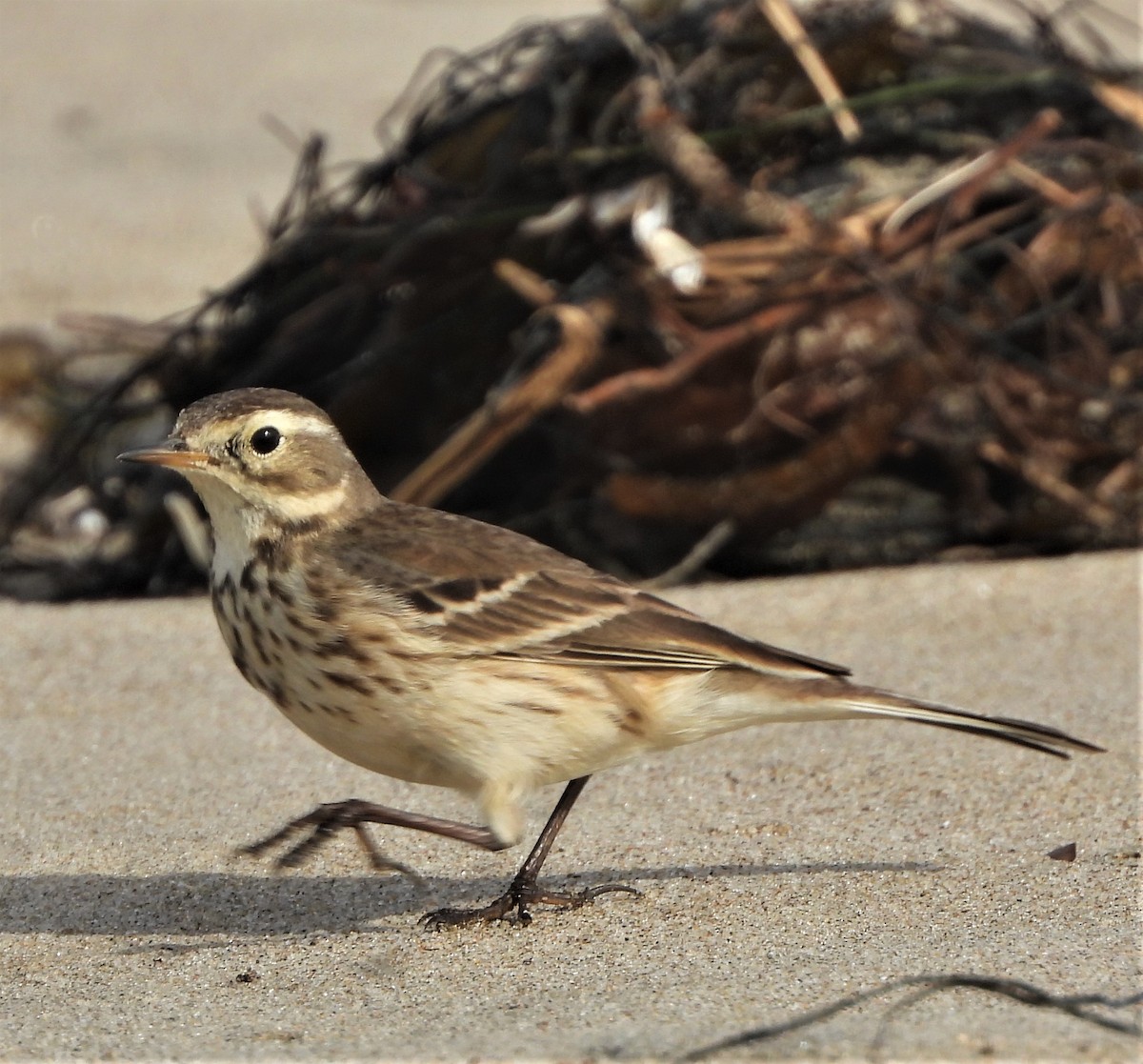 American Pipit - ML520069821