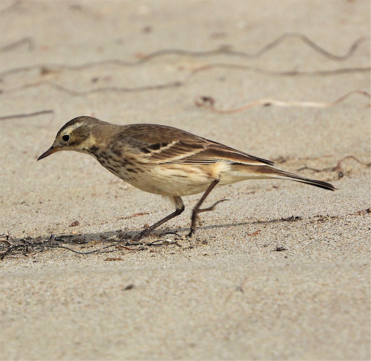 American Pipit - ML520069831