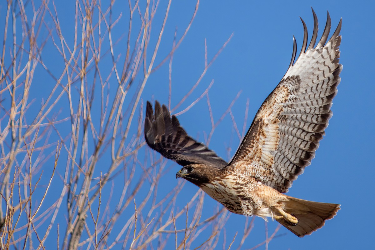 Red-tailed Hawk - ML520070131
