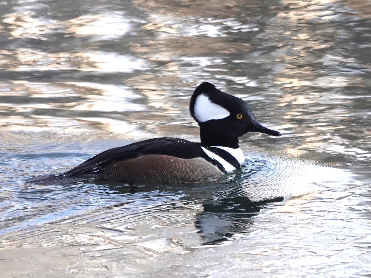 Hooded Merganser - ML520070281