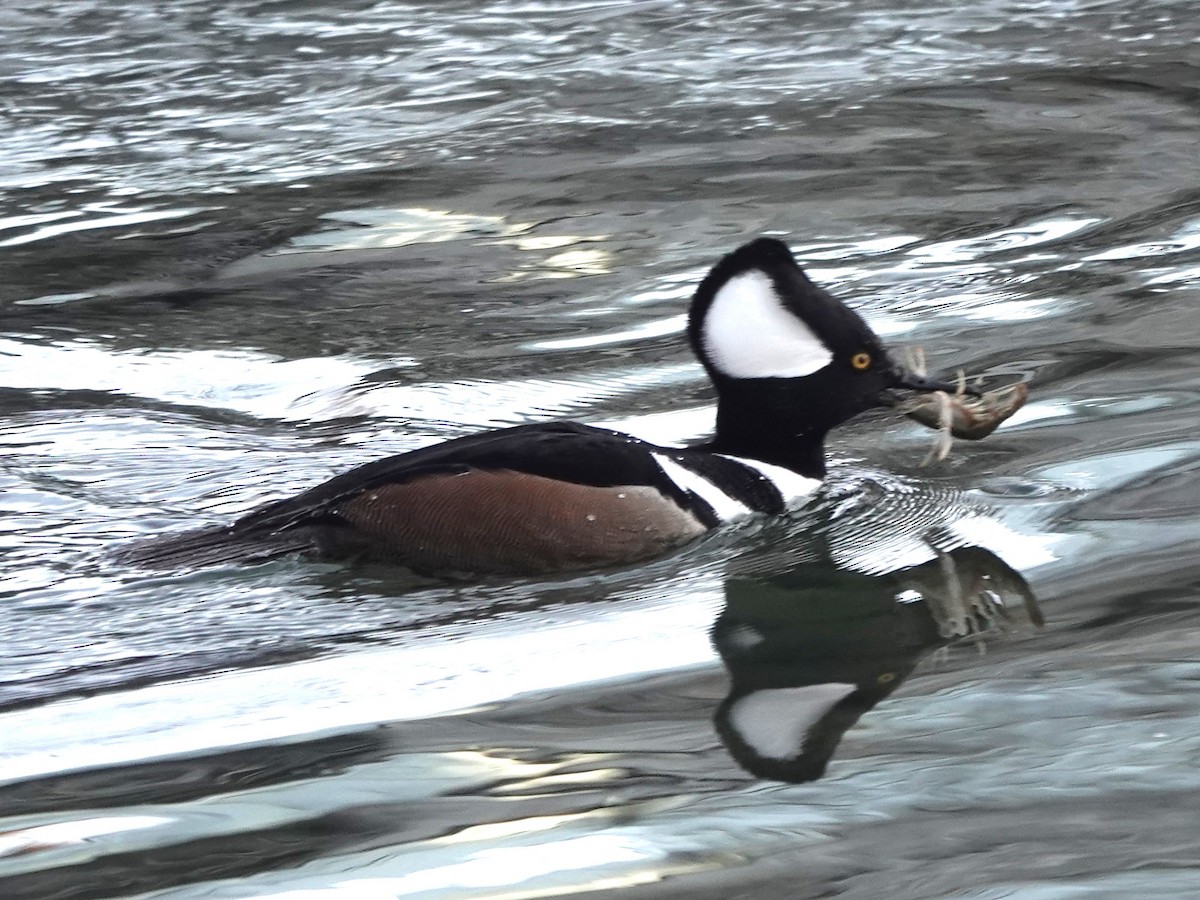 Hooded Merganser - ML520070291