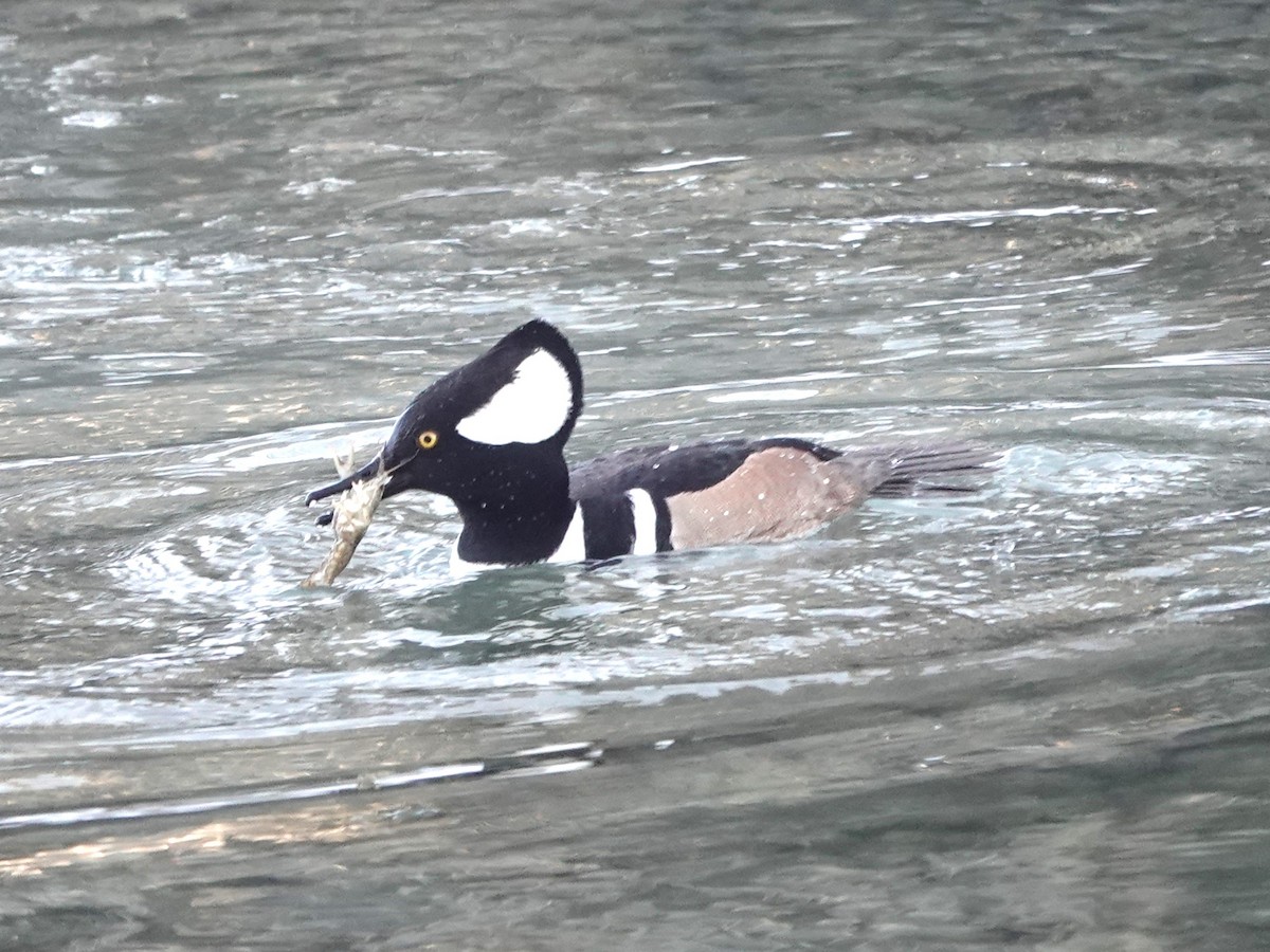Hooded Merganser - ML520070301