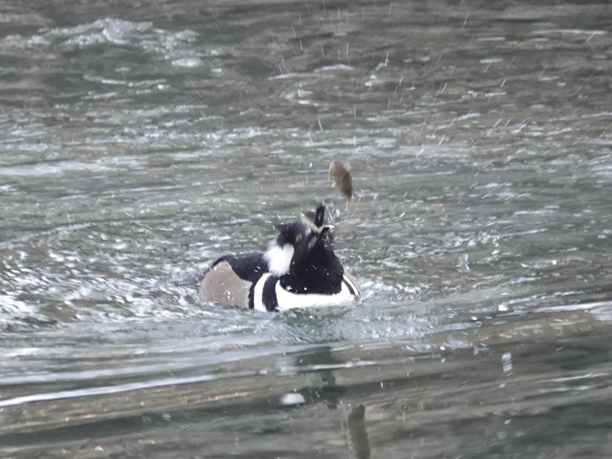Hooded Merganser - ML520070311