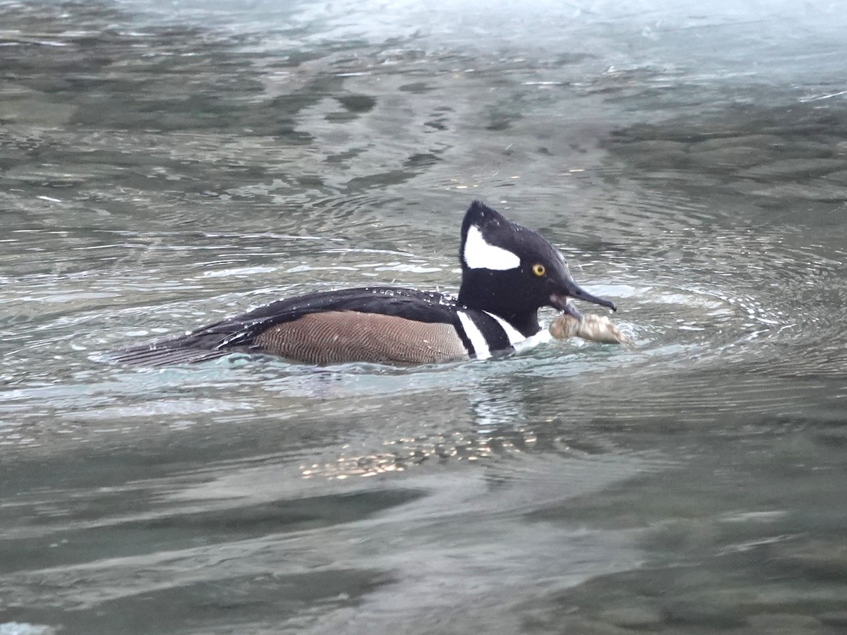 Hooded Merganser - ML520070321
