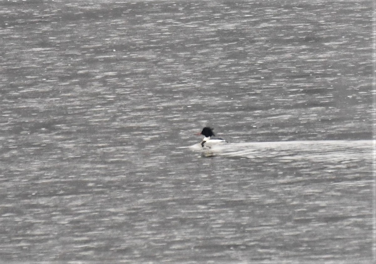 Red-breasted Merganser - ML520070661