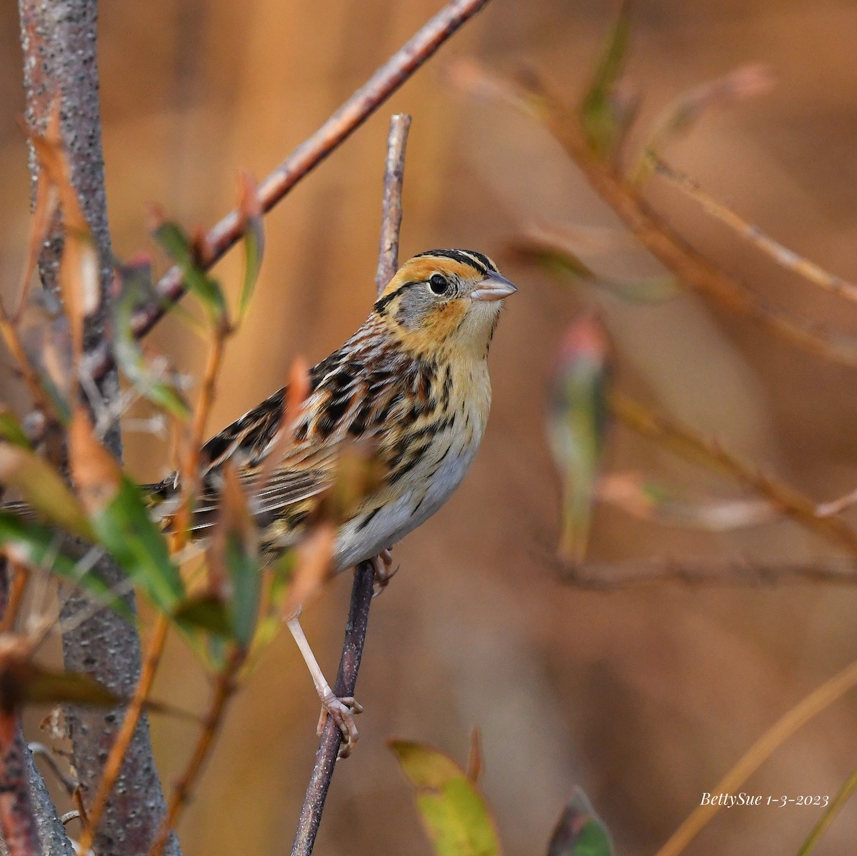 LeConte's Sparrow - Betty Sue Cohen
