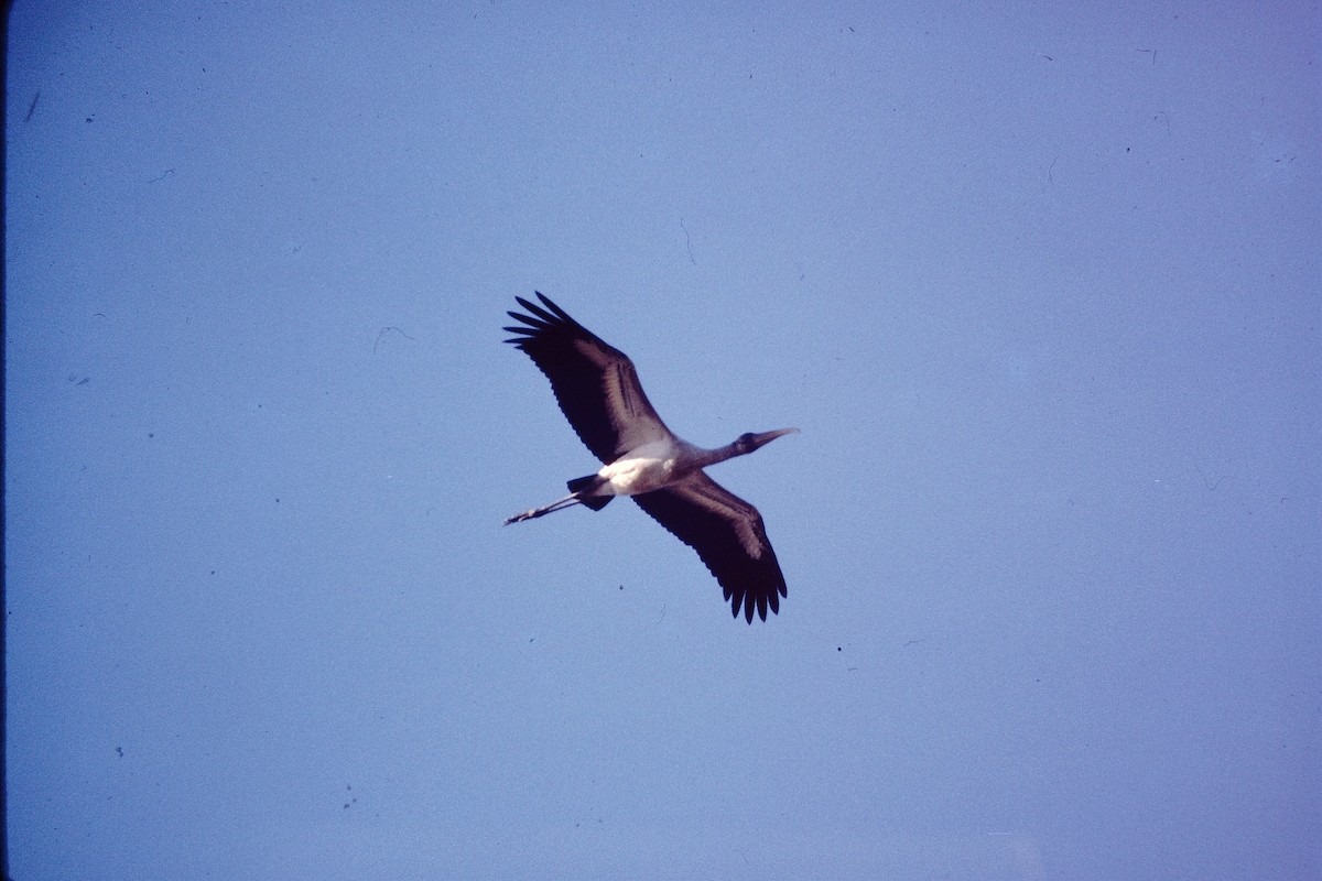 Wood Stork - ML52007151