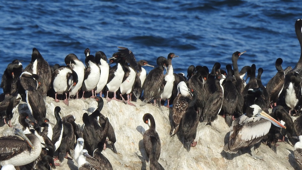 Guanay Cormorant - ML520071581