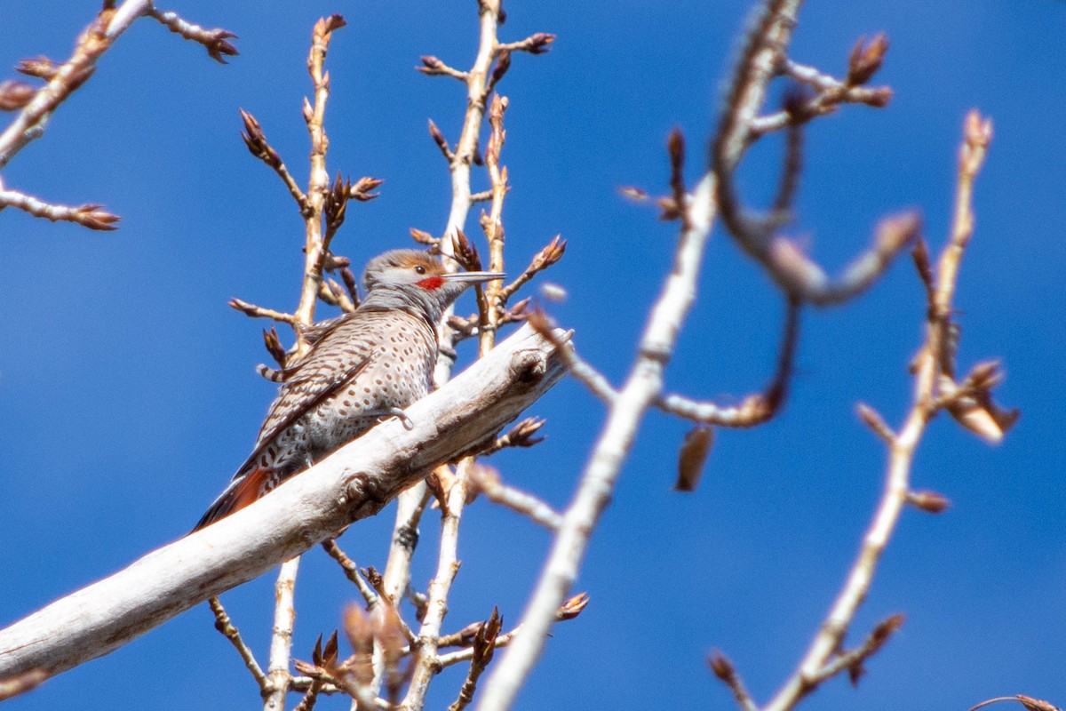 Northern Flicker (Red-shafted) - ML520073981