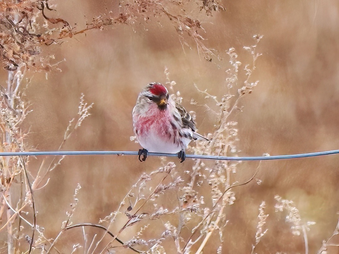 Common Redpoll - ML520074301