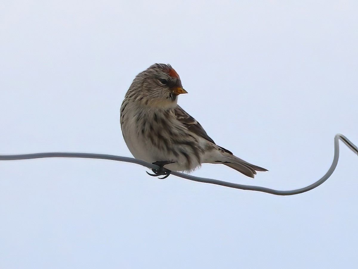 Redpoll (Common) - ML520074311
