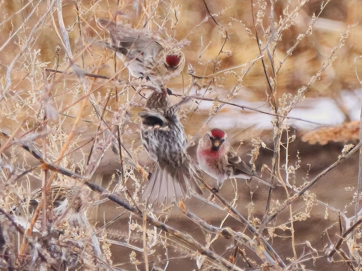Redpoll (Common) - ML520074321