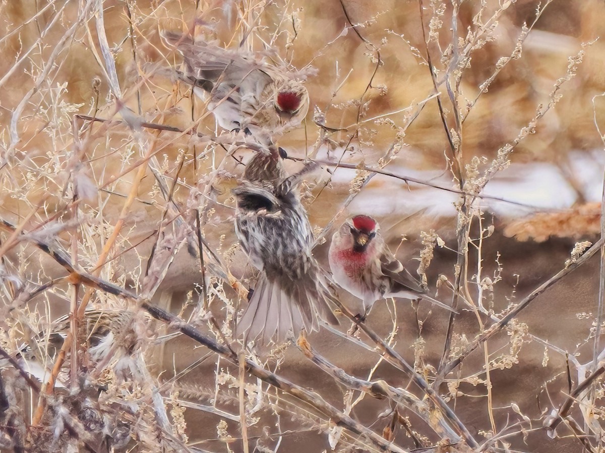 Common Redpoll - ML520074321